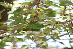 Ficus religiosa
